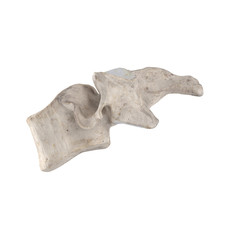 With using of our cutting edge human 3D model