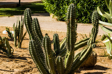 Saguaro cactus living on the Sonoran desert in Arizona, a hot and arid climate./Saguaro Cactus/ The largest cactus in the world, the saguaro surviving on less than nine inches of rain each year.
