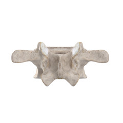 With using of our cutting edge human 3D model