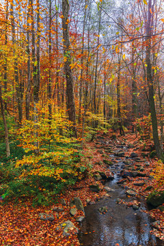 water stream among the rocks in the forest. great autumnal scenery. colorful foliage on the trees. wonderful sunny weather.