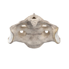 With using of our cutting edge human 3D model