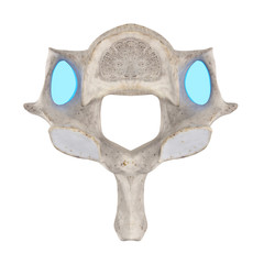 With using of our cutting edge human 3D model