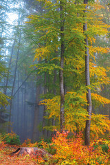 autumnal beech forest background. wet foliage in fall colors. mysterious weather condition on a foggy morning. great view of carpathian nature. stump near the trees