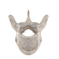 With using of our cutting edge human 3D model