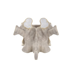 With using of our cutting edge human 3D model