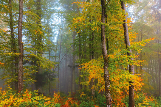 autumnal beech forest background. wet foliage in fall colors. mysterious weather condition on a foggy morning. beautiful nature scenery