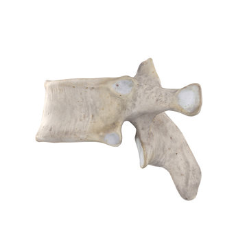 With using of our cutting edge human 3D model
