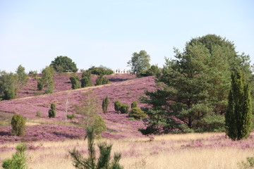 Fototapeta na wymiar Landschaft in der Lüneburger Heide am Wilseder Berg