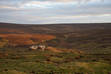 Two bulls out in the open moorland as the sun starts to set in the sky.