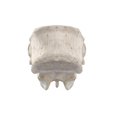 With using of our cutting edge human 3D model