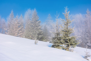 Fototapeta na wymiar forenoon fairy tail in winter. spruce trees in hoarfrost on the snow covered meadow. forest in the distance beneath a clear blue sky. magic moment of the white season