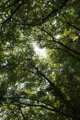 Obraz premium osservare il bosco dal basso