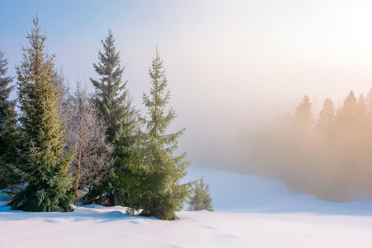 winter fairy tail in the morning. beautiful view at foggy sunrise. spruce trees on the snow covered meadow. coniferous forest in the misty distance. great sunny scenery