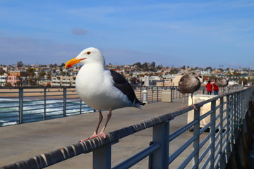 view of HERMOSA BEACH (California) from Hermosa Beach Pier