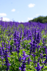 Lavender Garden