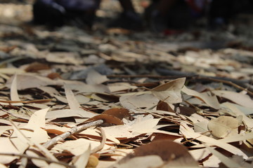 autumn leaves on the ground