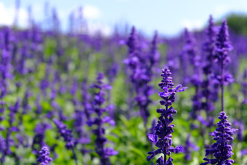 Obraz premium Lavender Garden