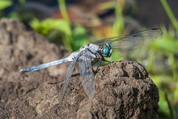 シオカラトンボ　Great spotted dragonfly