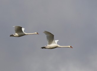 A pair of swans in flight