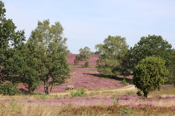 Bank am Wanderweg zum Wilseder Berg in der Lüneburger Heide