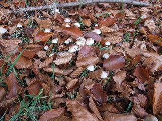 Pilze im Herbstwald