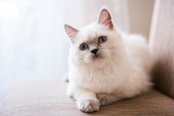 kitten scottish british cat burma munchkin animals