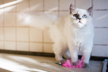kitten scottish british cat burma munchkin animals