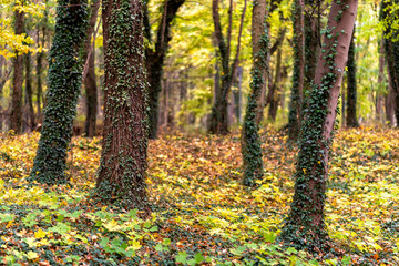 Obraz premium follage in autumn in Europe