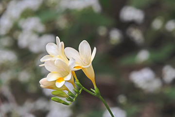 Freesia yellow and white