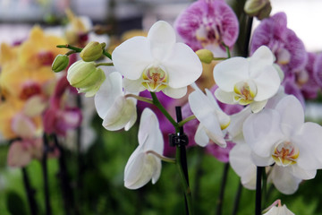 Fototapeta na wymiar Orchid flowers 