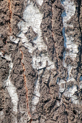 old birch bark as background