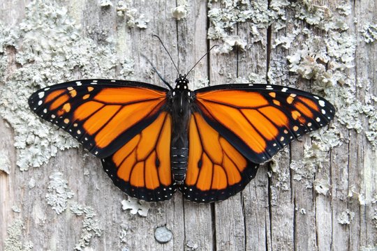 monarch butterfly on old wood
