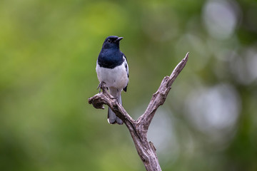 Oriental Magpie Robin is standing on the dead branch with blurred background.
