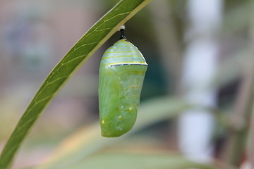 chrysalis