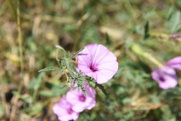 purple flower