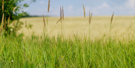 green grass and blue sky