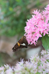 butterfly on flower