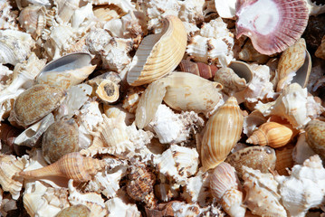 heap of different sea shells