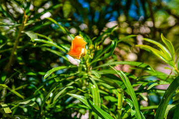 Cascabela thevetia flower (Yellow oleander, Lucky nut) on summer day