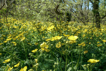 Obraz premium yellow ranunculoides in spring forest