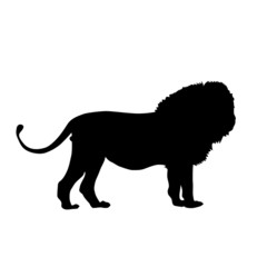 silhouette of lion isolated on white background