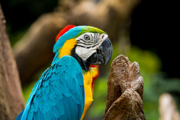 Macaw parrots bird close up