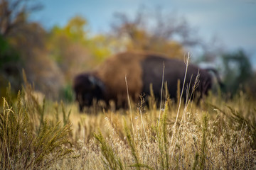 Rocky Mountain Arsenal Colorado