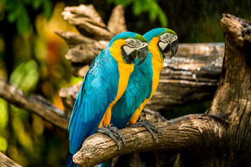 Macaw parrots bird close up