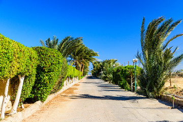 Green palm trees along the road to the beach
