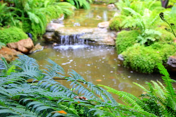 Forest stream with green in the river , Ferns leaves and rocks covered with moss. 