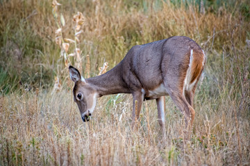 Rocky Mountain Arsenal Colorado
