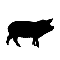 vector illustration of a pig