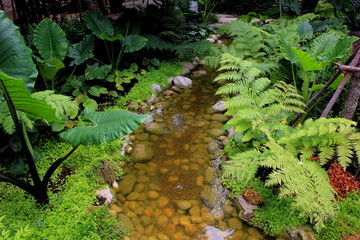 Forest stream with green in the river , Ferns leaves and rocks covered with moss. 