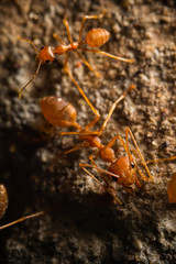 red imported fire ant on the floor, macro image